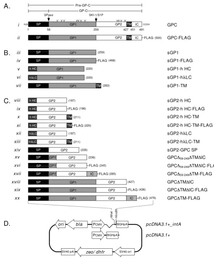 Figure 1Graphic representation of LASV GPC, GP1, and GP2 constructs employed in the expression of glycoproteins in mammalian acid transmembrane (TM) domain, and a 40 amino acid intracellular (IC) domain