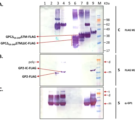 Figure 4Intracellular and secreted forms of LASV GP2 variants and co-transfections with sGP1 in HEK-293T/17 cellsshown in lane 8