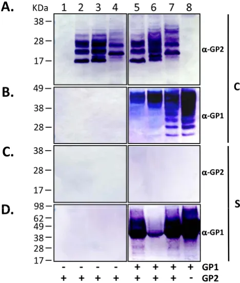 Figure 5variantsExpression and secretion of sGP2 from LASV GPC deletion Expression and secretion of sGP2 from LASV GPC deletion variants