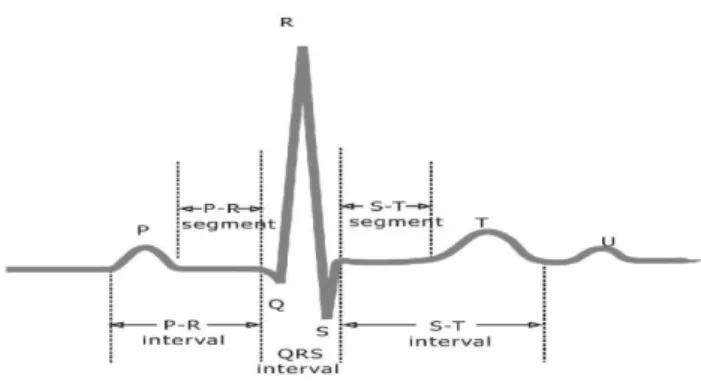 Fig 1: Normal ECG Signal 