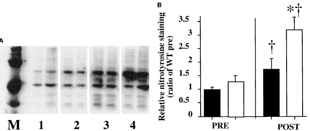 Figure 6. (A) Representative of three Western analyses of lung nitrotyrosine content in HO-2 knockout and wild-type mice before and after hy-peroxic exposure