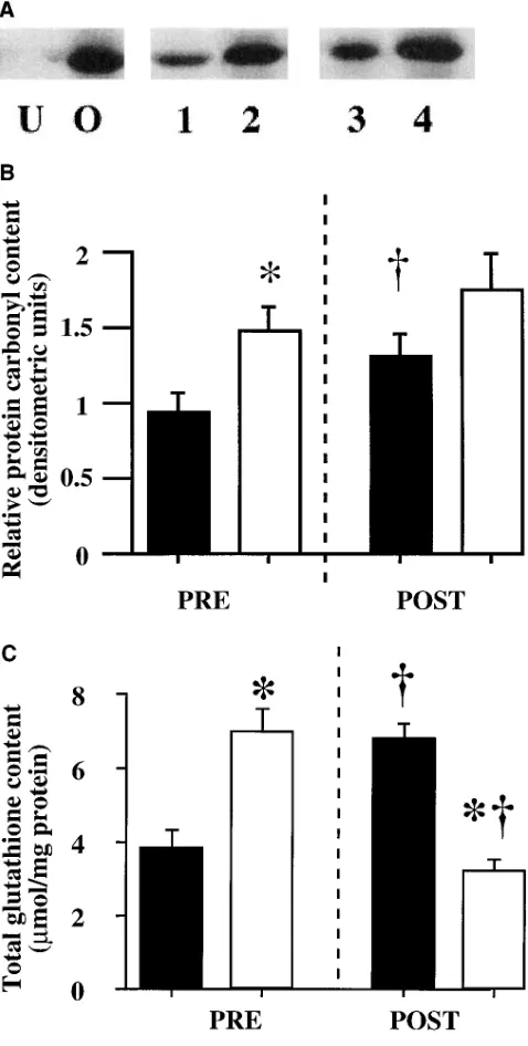 Table I. Lung Antioxidant Levels in Wild-type and HO-2 Knockout Mice Before Hyperoxic Exposure