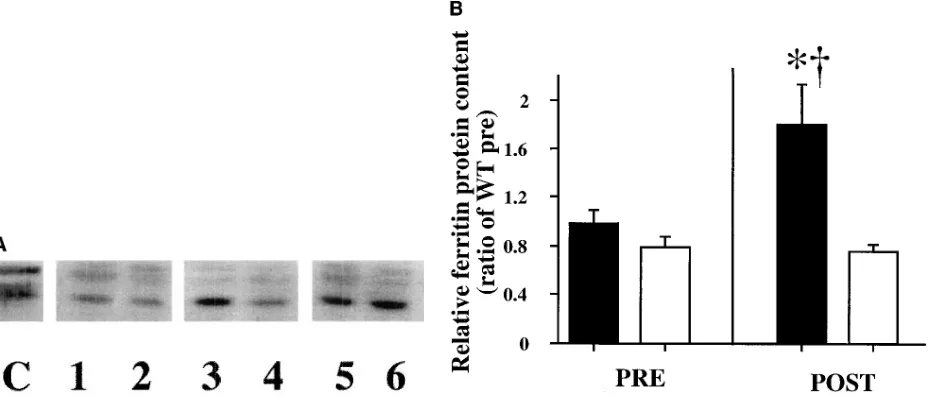 Figure 5. (A) Representative of four Western analyses of lung ferritin protein levels in HO-2 knockout and wild-type mice before and after hy-peroxic exposure