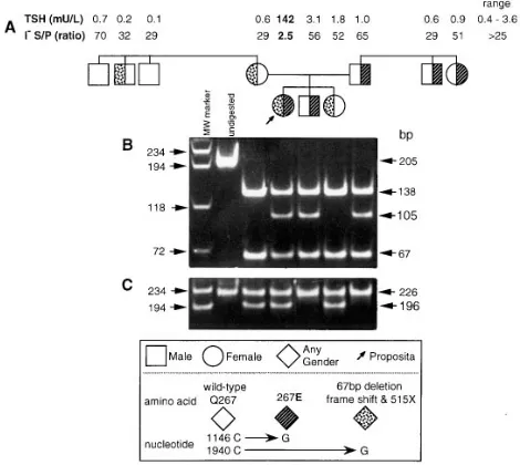 Figure 1. Pedigree, phenotype, and genotype of the proposita and tained before treatment with L-Tfamily members