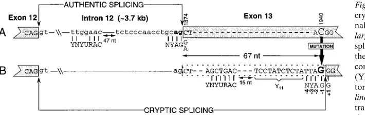 Figure 5. Comparison of authentic (dine tract sequences of both the authentic and cryptic 3nt mismatch in both the branch and acceptor sites of the authentic compared with the cryptic splicing sequence