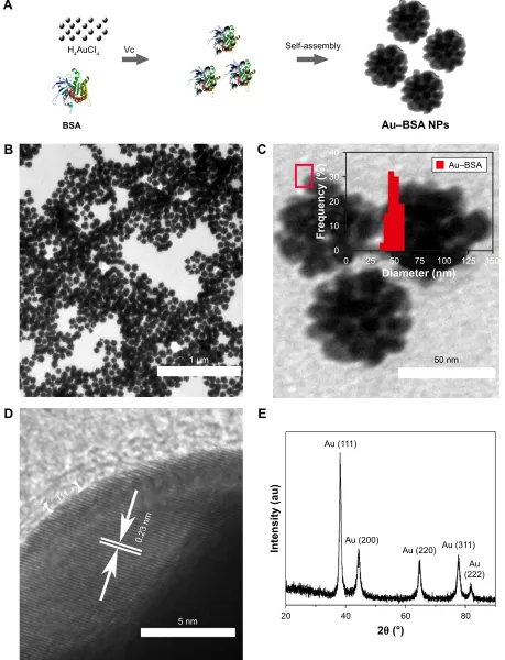 Figure 2 Design, fabrication and characterization of au-Bsa nanoparticles.Notes: (A) schematic of Bsa-templated synthesis of au–Bsa NPs, (B) TeM images of au–Bsa NPs, (C) the magnified TEM images of Au–BSA NPs, (D) hrTeM images of au–Bsa NPs (arrows indicate lattice spacing) and (E) XrD analysis of au–Bsa NPs.Abbreviations: Bsa, bovine serum albumin; NPs, nanoparticles; TeM, transmission electron microscopy; hrTeM, high-resolution transmission electron microscopy; XrD, X-ray powder diffraction; au, gold; Vc, vitamin c.