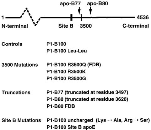 Figure 1. Generation of transgenic mice. The mutated apo-B P1 clones were used to generate four groups of transgenic mice express-ing recombinant LDL containing mutated human apo-B