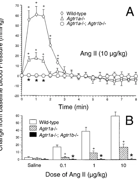 Figure 2. Calyx-to-papilla ratio studied during the first 9 wk after birth. Values are presented as means�SE in wild-type (n � 6–8), Agtr1a�/� (n � 5–7), Agtr1a�/�; Agtr1b�/� (n � 4–10), and Agt�/�(n � 3 or 4) mice