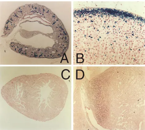 Figure 4. A large ven-