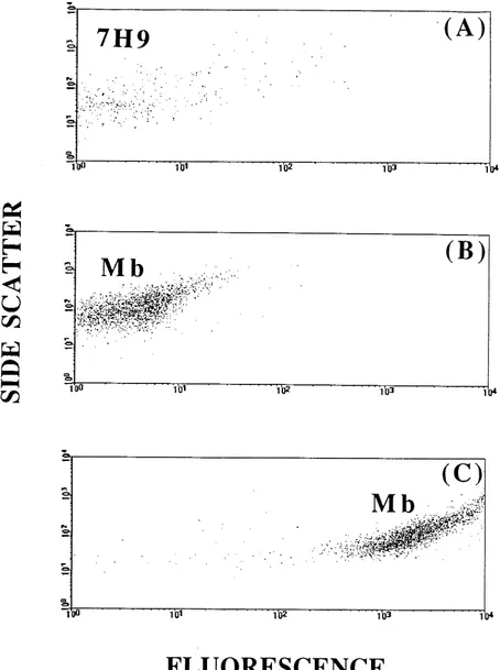 FIG. 1. Fluorescence versus side scatter of 7H9 broth (A), 7H9 broth with mycobacteria (Mb) (B), and 7H9 broth with FDA-labeled mycobacteria (C).