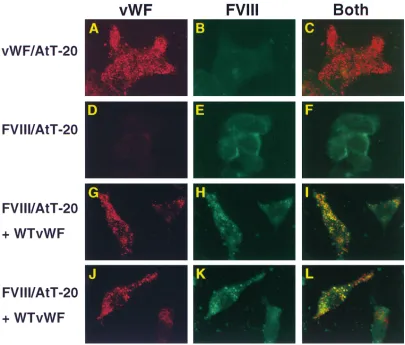 Figure 4. Intracellular distribution of vWf and FVIII in AtT-20 cells. Stable AtT-20 cells were transiently transfected with either pCI-Neo or WTvWf plasmids