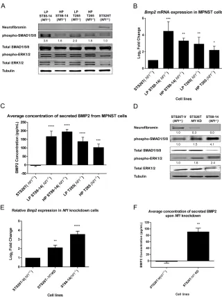 Figure 1: BMP2 is overexpressed in NF1-null MPNST cell lines. knockdown cells were generated at passage 160 from the STS26T cells, and were maintained in culture for subsequent 8-10 weeks