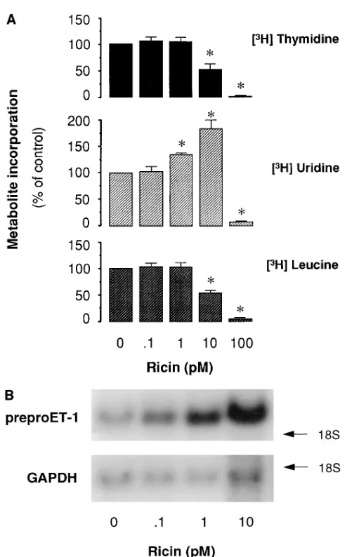 Figure 9. Ricin effect on BAECs. (dium), and harvested as described in the legend to Fig