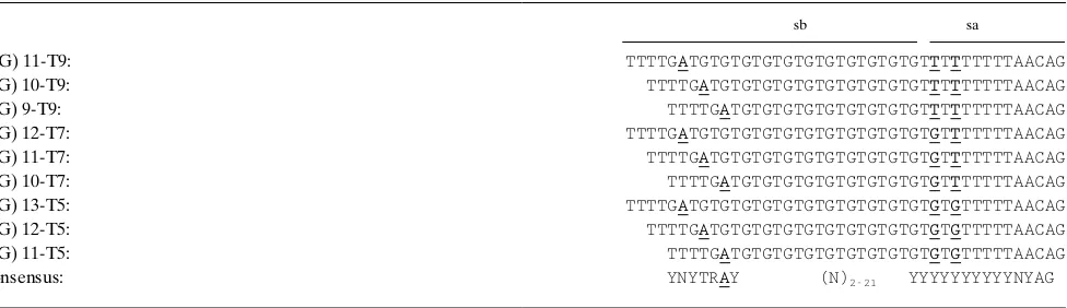 Figure 1. Schematic representation of PCR products derived from gions. M470V is located in the coding region