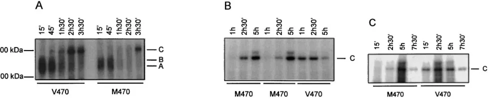 Figure 2. Analysis of the biogenesis and degradation of M470 and V470 CFTR in transfected cells