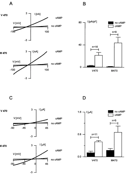 Figure 3. Whole-cell currents of cells that transiently expressed M470 or V470 CFTR. (A) Current-voltage (I-V) relationships obtained from whole-cell currents of COS cells that transiently expressed V470 or M470 under basal conditions and after addition of