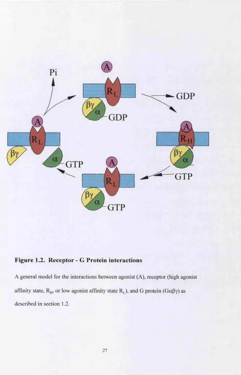 Figure 1.2. Receptor - G Protein interactions