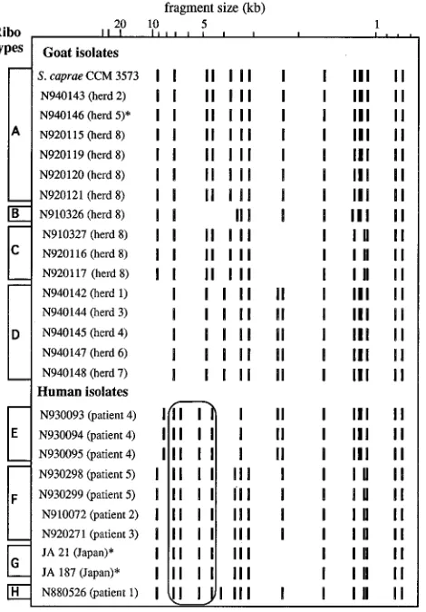 FIG. 2. Dendrogram based upon UPGMA analysis of eight ribotypes of S.caprae isolated from goats (A to D) and humans (E to H).