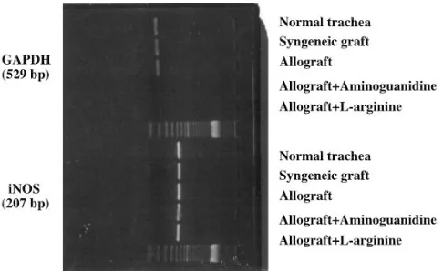 Table III. Intragraft iNOS mRNA Expression