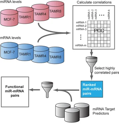Figure 3: Inverse-correlation analysis of miRNA and mRNA expression data to identify predicted functional miRNA-targets.across cell line replicates