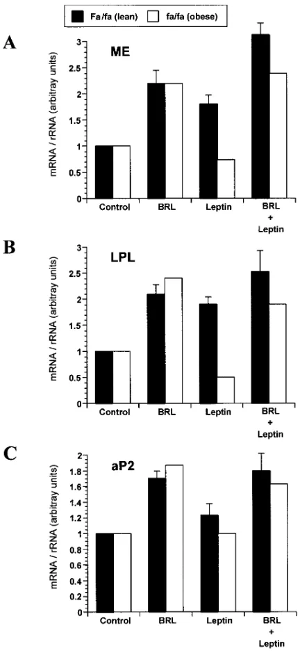 Figure 2.(15 BRL49653 ( Effect of leptin on gene expression in primary cultures of brown adipocytes