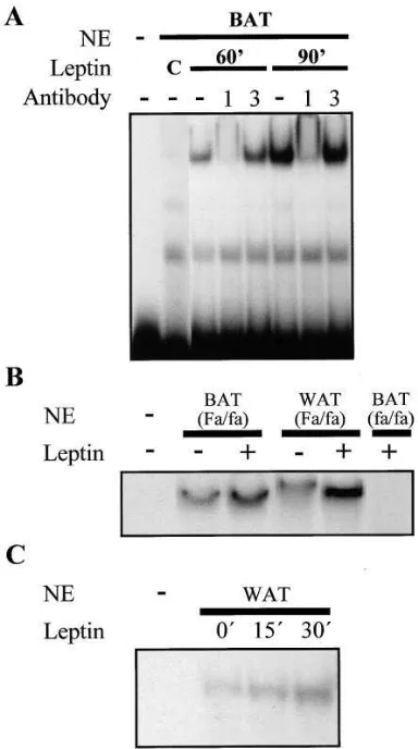 Figure 3. Detection of 
