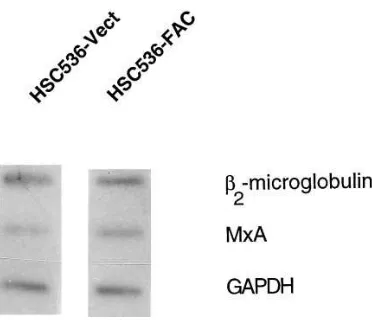 Figure 3. Expression of MxA in FA and non-FA cells. (A) Northern analysis oftotal RNA from the following FA cells: HSC99 (FA-A, lane 1), HSC230 (FA-B, lane 2), RA568 (FA-C, lane 3), GM4510 (FA-C, lane 4), PD-20 (FA-D, lane 5), and HSC62 (FA-D, lane 6)