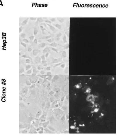 Figure 7. Induction of apoptosis by MxA. (A) In situ detection of apop-totic cells by fluorescence micros-copy using the TUNEL assay