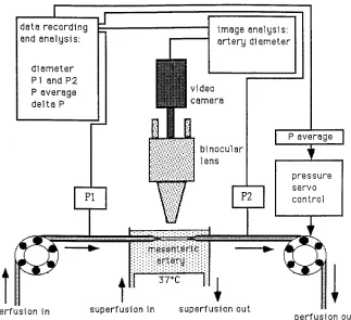 Figure 1. Schematic representation of the experimental setup used to measure the in-ternal diameter of a mouse resistance mesenteric artery in vitro