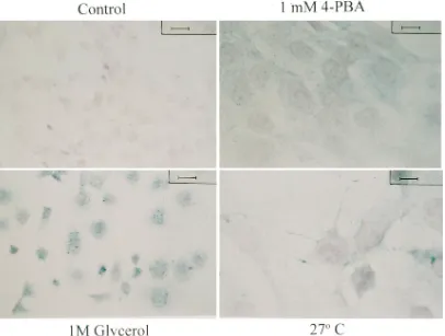 Figure 3. Immunocytochemical detection of CFTR in IB3-1 cells. IB3-1 cells were fixed after 3 d of exposure to the indicated conditions