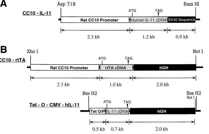 Figure 1. Genetic constructs used in the generation of the IL-11 overexpression transgenic mice