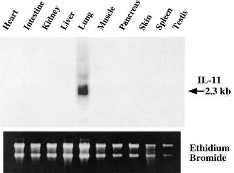 Figure 4. Activation of the IL-11 transgene in utero and in neonatal the transgene status and levels of pulmonary IL-11 mRNA of the pups were assessed at birth