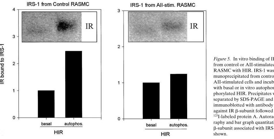 Figure 6. Effect of okadaic acid and PI 3–kinase inhibition on IRS-1 tyrosine phosphorylation and p85 association in RASMC