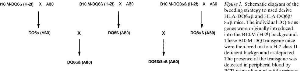 Table I. Representative Percentages of PBLs Expressing MHC Class II Molecules in HLA-DQ Transgenic Mice