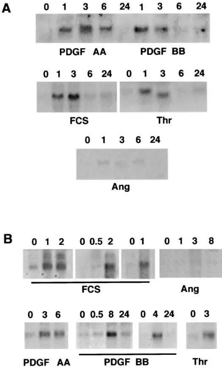 Figure 2. Nuclear runoff transcription analysis of TF mRNA. Nuclei man TF cDNA (TF), bacterial plasmid pBluescript (pBS) DNA, and GAPDH cDNA (GAPDH)
