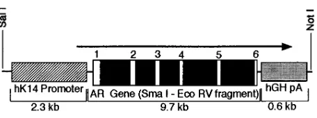Figure 1. K14-ARGE transgenic expression vector. Diagram of K14-ARGE transgenic expression vector depicting the human K14 (hK14) promoter, the human AR gene, including 6 exons encoding the AR transcript and primary translation product, and the human growth hormone polyadenylation–stop signal (hGH pA) sequences.