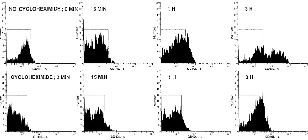 Figure 5. Cycloheximide does not block rapid CD40-L expression by RA SF T cells. RA SF T cells were incubated with or without cyclohexim-ide for 2 h, washed, and then activated with PMA and ionomycin, with or without cycloheximide, for various periods of t