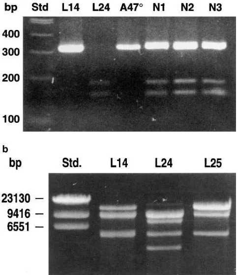 Table I. Characterization of p47-phox Genomic Clones