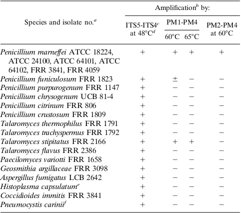 TABLE 2. Speciﬁcity test of P. marneffei-speciﬁc primers