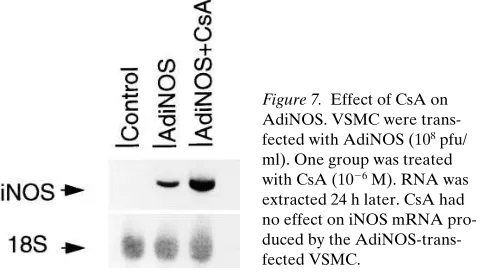 Figure 7. Effect of CsA on 