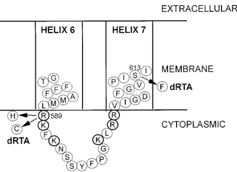 Figure 7. Amino acid sequence of band 3 around the dRTA muta-tions. Sequence of band 3 protein (57) around the dRTA mutations including the cytoplasmic loop between putative transmembrane re-gions 6 and 7