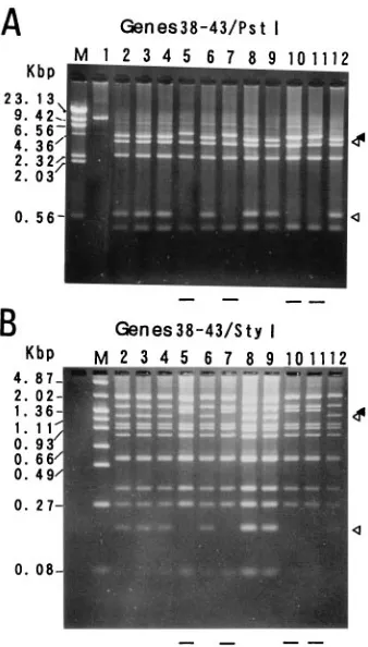 TABLE 2. RFLPs found in 40 VZV isolates