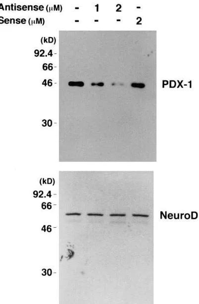 Figure 1. Effect of antisense ODN on suppression of PDX-1 expres-from MIN6 cells was used for evaluation of PDX-1 and NeuroD ex-was used for the initial transfection of ODNs, and thereafter, ODNs alone were added