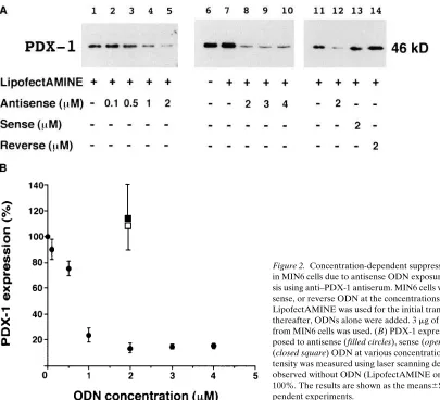 Figure 3. Time course of suppression of PDX-1 expression by anti-nuclear extracts prepared from MIN6 cells were used for Western blot analysis