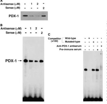 Figure 4. Inhibition of binding of PDX-1 to A element by antisense ODN. (A) Western blot analysis using anti–PDX-1 antiserum