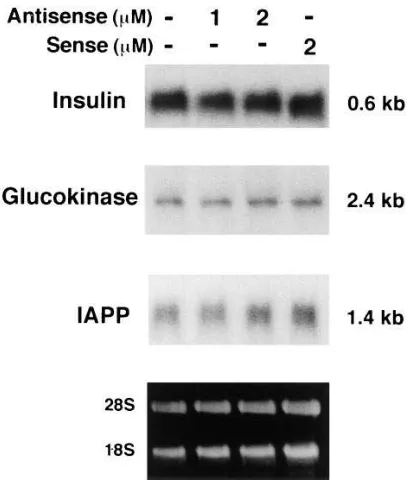 Figure 6. Absence of reduction of insulin gene expression in PDX-1–cDNA as a binding probe