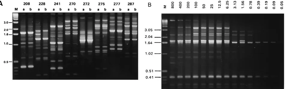 FIG. 1. (A) The polymorphisms ampliﬁed by eight RAPD primers from B. cepaciafrozen culture stock