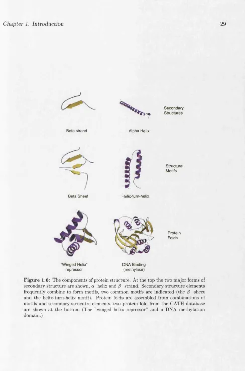 Figure 1.6: The components of protein structure. At the top the two major forms of 