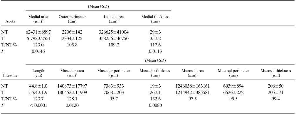 Table II. Morphometry of Aorta and Intestine from SMP8–IGF-I Transgenic Mice and their Nontransgenic Controls