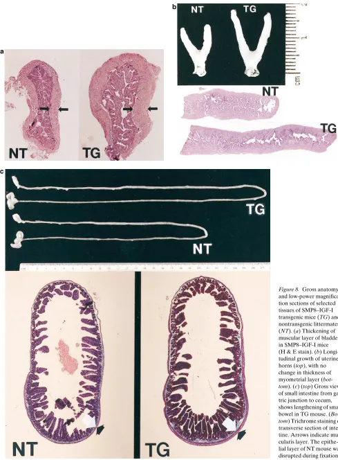Figure 8. Gross anatomy 